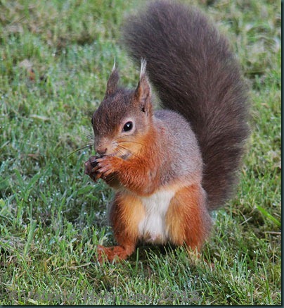 red-squirrel (2)