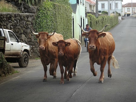 44. Vaci din rasa de Azore.JPG