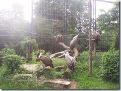 2008.05.26-005 vautours