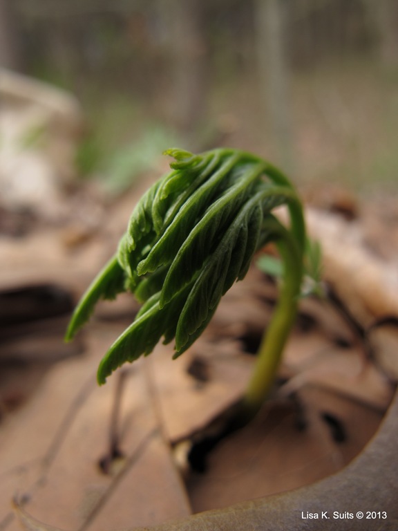 [tight%2520fern%2520frond%255B4%255D.jpg]