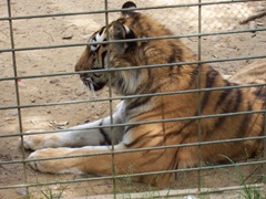2009.05.22-020 tigre