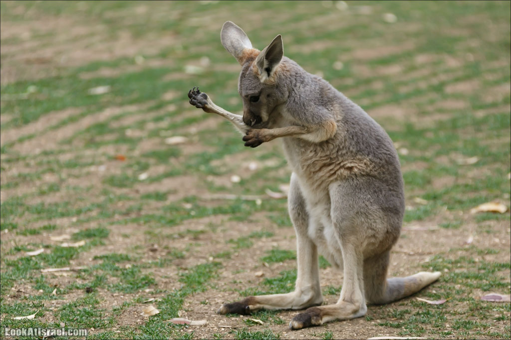 Ган Гуру - парк с кенгуру и другими австралийскими животными | Gan Guru | גן גורו | LookAtIsrael.com - Фото путешествия по Израилю