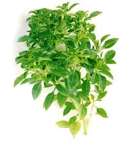 [Manjericao%2520Greek%2520Bush%255B2%255D.jpg]