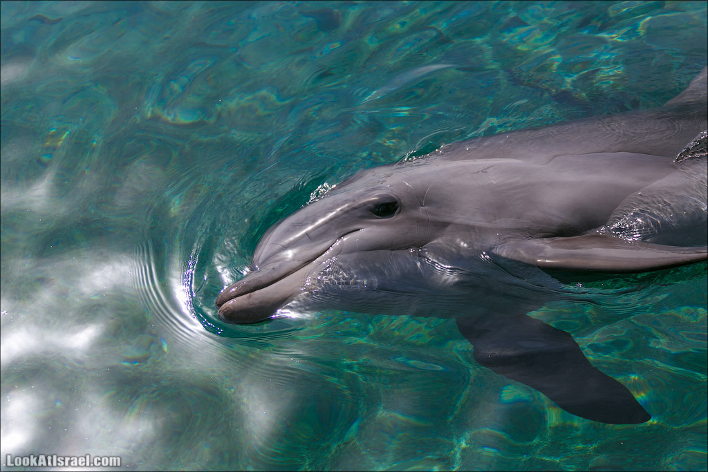 LookAtIsrael.com - Фото путешествия по Израилю | Дельфиний риф в Эйлате. Дельфинарий | Dolphins reef in Eilat | דולפינריום באילת