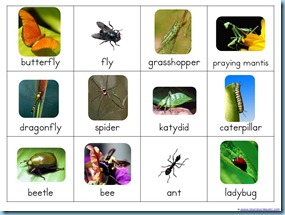 Montessori Match Up Bugs a