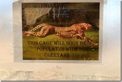 Cheetahs coming to Haibar sign, tb010712117 Cheetahs coming to Haibar sign, tb010712117