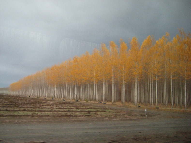 boardman-tree-farm-7