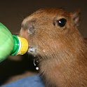 capivara logo