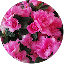 Image Google de Josy ANN