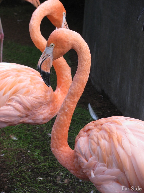 [Flamingos%255B9%255D.jpg]