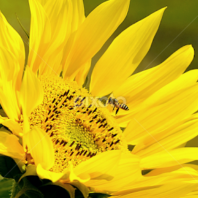 Sunflower by Leka Huie - Flowers Single Flower