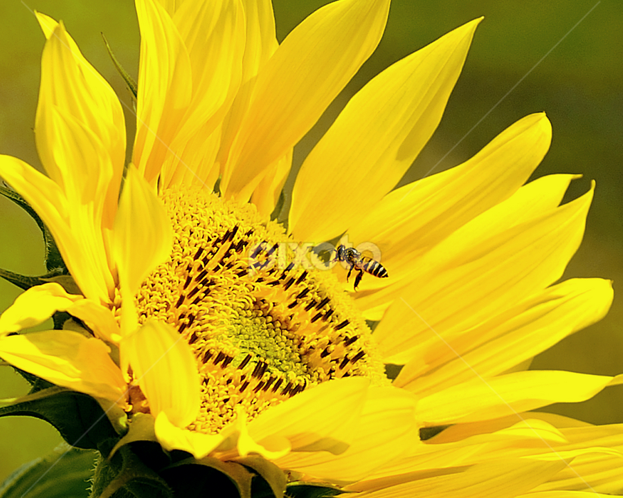 Sunflower by Leka Huie - Flowers Single Flower