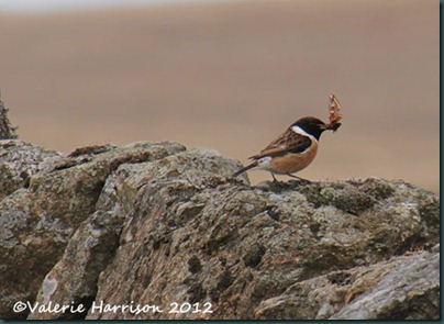 48-stonechat-and-emperor
