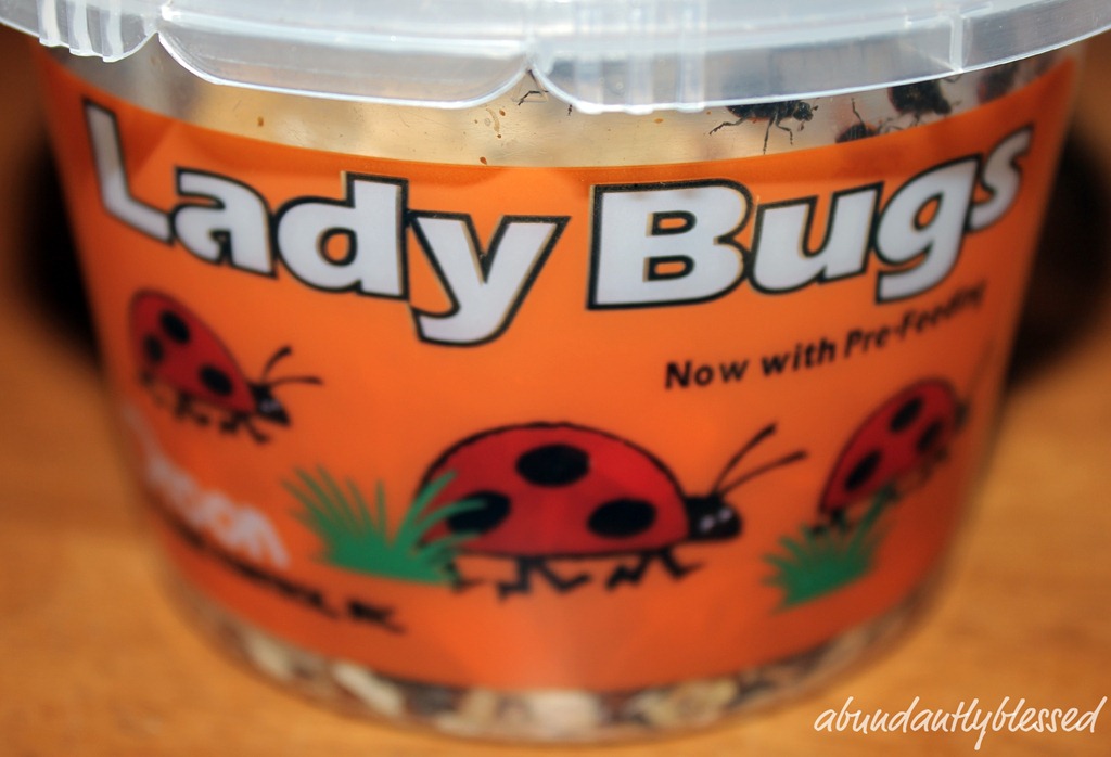 [Ladybugsa%255B5%255D.jpg]
