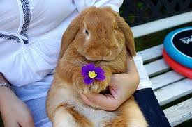 [conejos%2520con%2520flor%2520%25287%2529%255B2%255D.jpg]