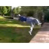 💥Amazing Flips💥 #freestylesports   Vine by Freestyle Sports™ Funny 7 Second Video