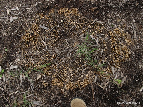 bird's nest and foot