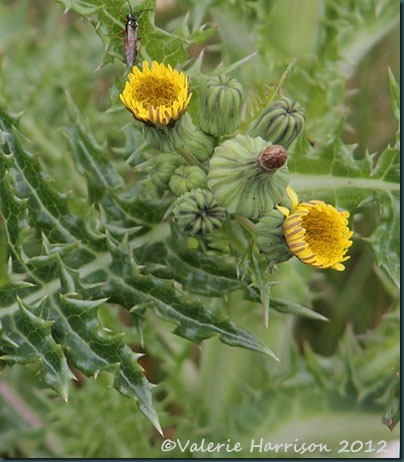 16-prickly-sow-thistle