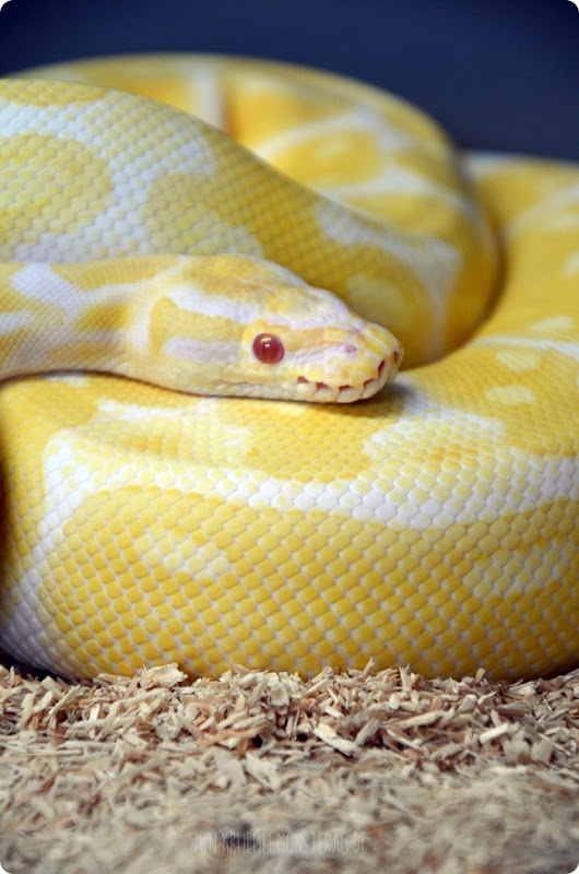 Python (01) von PB Snakes 311214