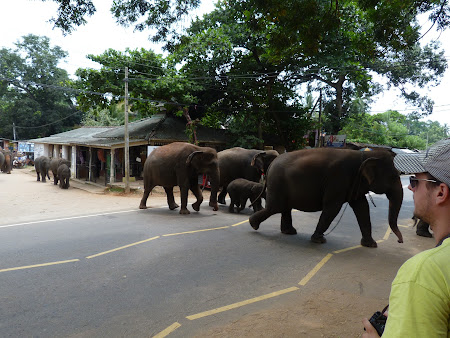 Imagini Sri Lanka: elefanti traversand strada