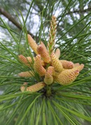 young pine cones (4)