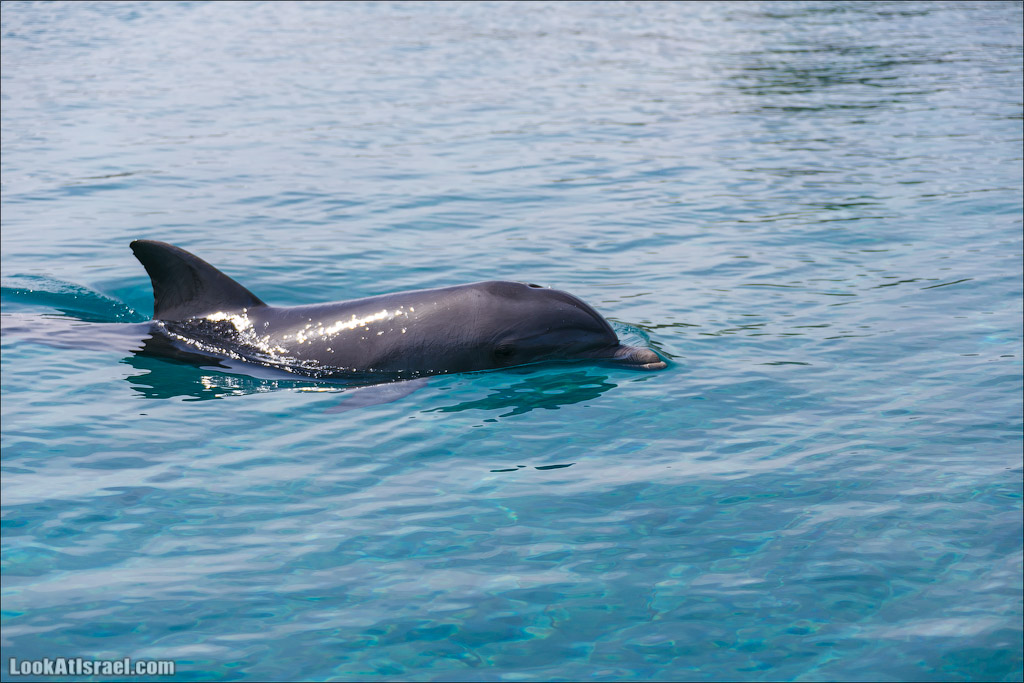 LookAtIsrael.com - Фото путешествия по Израилю | Дельфиний риф в Эйлате. Дельфинарий | Dolphins reef in Eilat | דולפינריום באילת