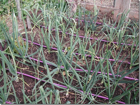 Onions, leeks and garlic planted three months ago along drip-lines are to be packed around with pea-straw to hold in what will probably prove to be the last of the winter rains.