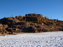 Isla Incahuasi on the Salar de Uyuni.