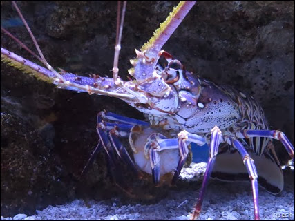 Florida spiney lobster eating a shrimp