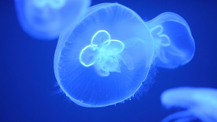 [jellyfish-bloom%255B3%255D.jpg]