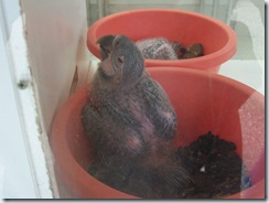 2004.08.25-068 bébés perroquets dans la nursery