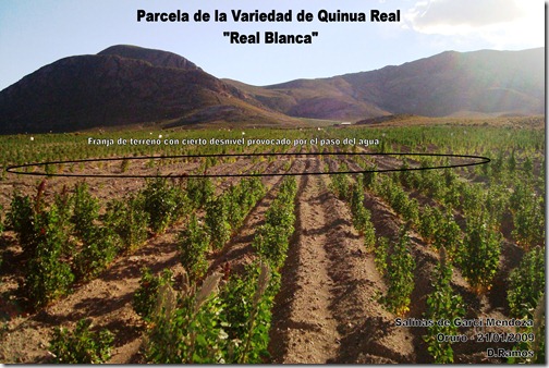 Franja_de_terreno_con_cierto_desnivel_en_la_variedad_de_Quinua_ Chenopodium_quinoa_Real_Blanca-D.Ramos-Laquinua.blogspot.com