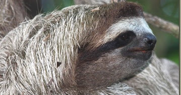 SV J Georgia: Finally, Successful Sloth Spotting