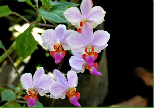 OR Phalaenopsis pulcherrima