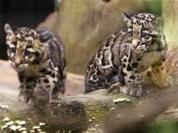 [Amazing%2520Animal%2520Pictures%2520Clouded%2520Leopard%2520%252815%2529%255B3%255D.jpg]