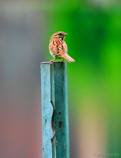 11. song sparrow-kab 11. song sparrow-kab
