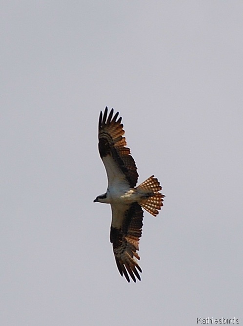 3. osprey-kab