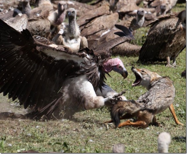 wolf-fighting-vulture