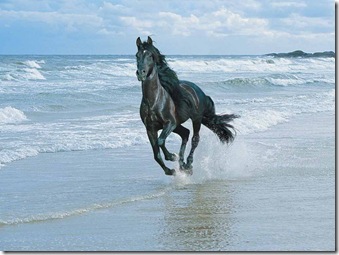 حصان في البحر