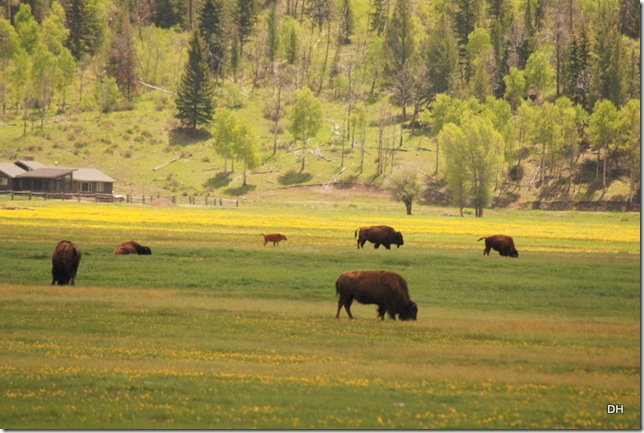 06-07-13 A Elk Ranch Flats (6)