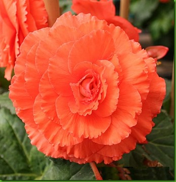 Begonia Dobrada Laranja