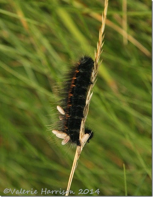 8 parasitised-fox-moth-caterpillar