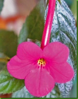Achimenes Vivid Achimenes Vivid