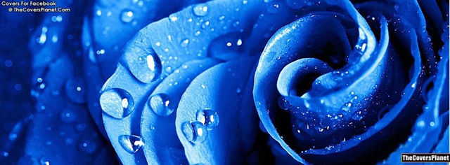 [Blue-Rose--fb-covers%255B5%255D.jpg]