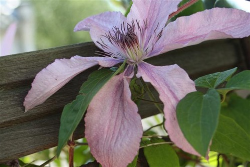 20100602 (1) (Small)