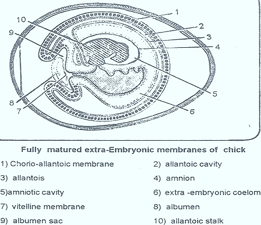 Chick Extra Embryonic Membranes Biozoom