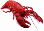[lobster_001sm2%255B3%255D.gif]