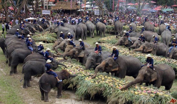 [festivalul%2520elefantilor%2520thailanda%255B3%255D.jpg]