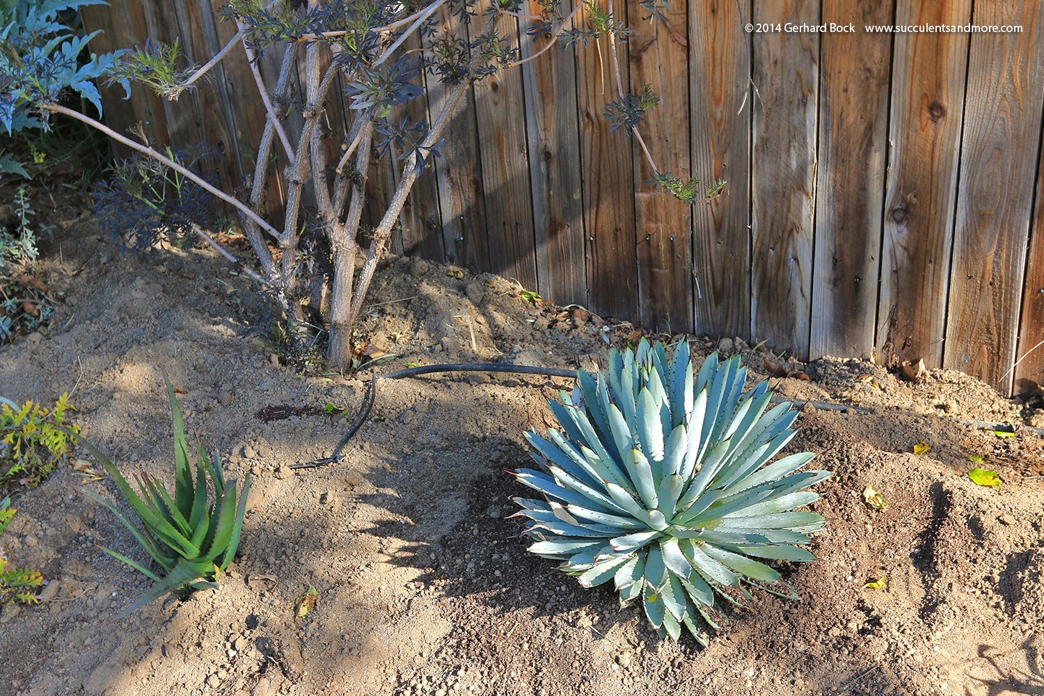 [140316_desert_garden_planting1%255B9%255D.jpg]