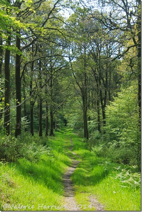 21-woodland-path